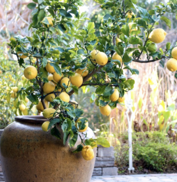 lemon bush